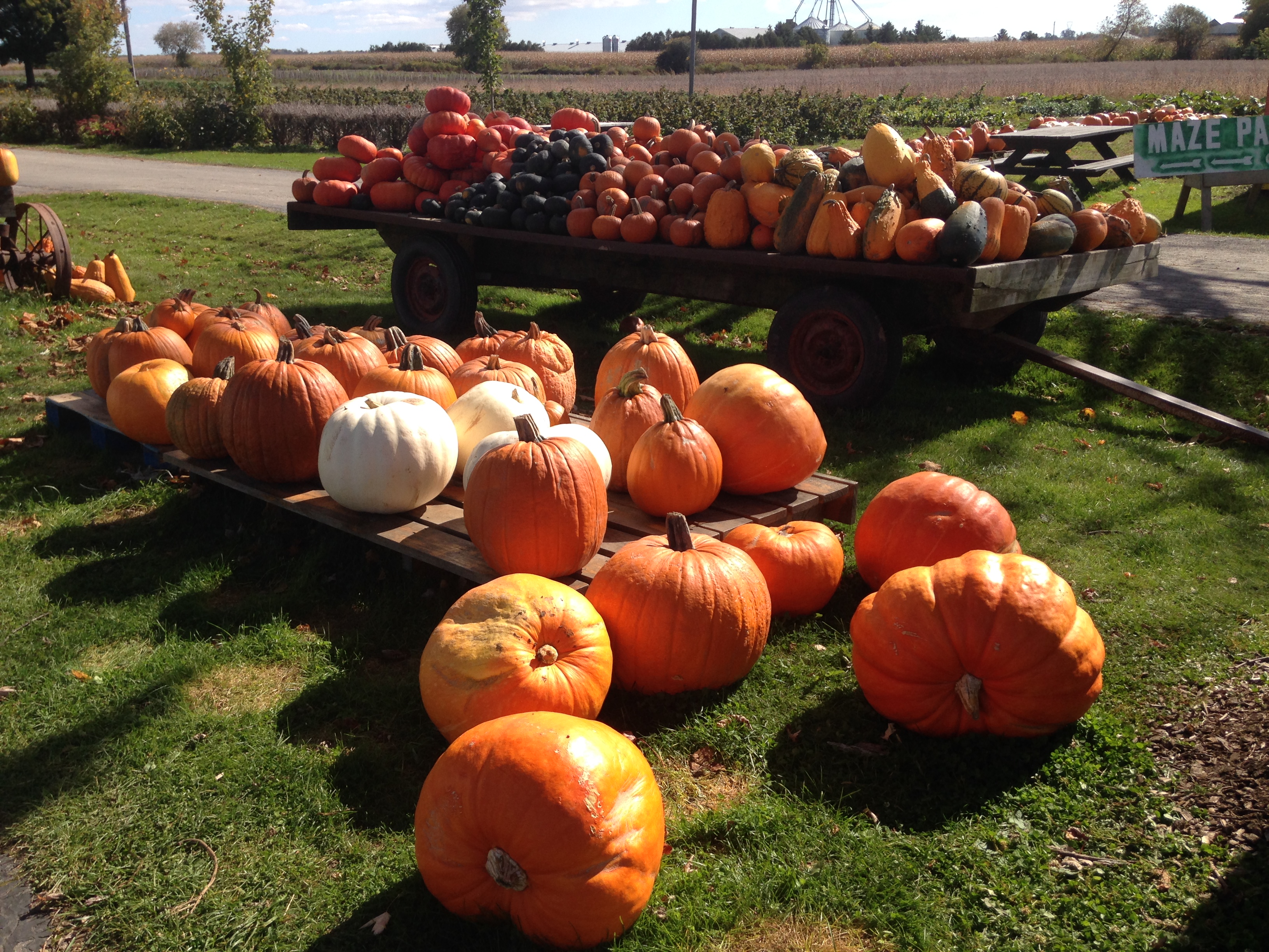 Back to Canada and the ‘rellies’ – Canadian Thanksgiving!