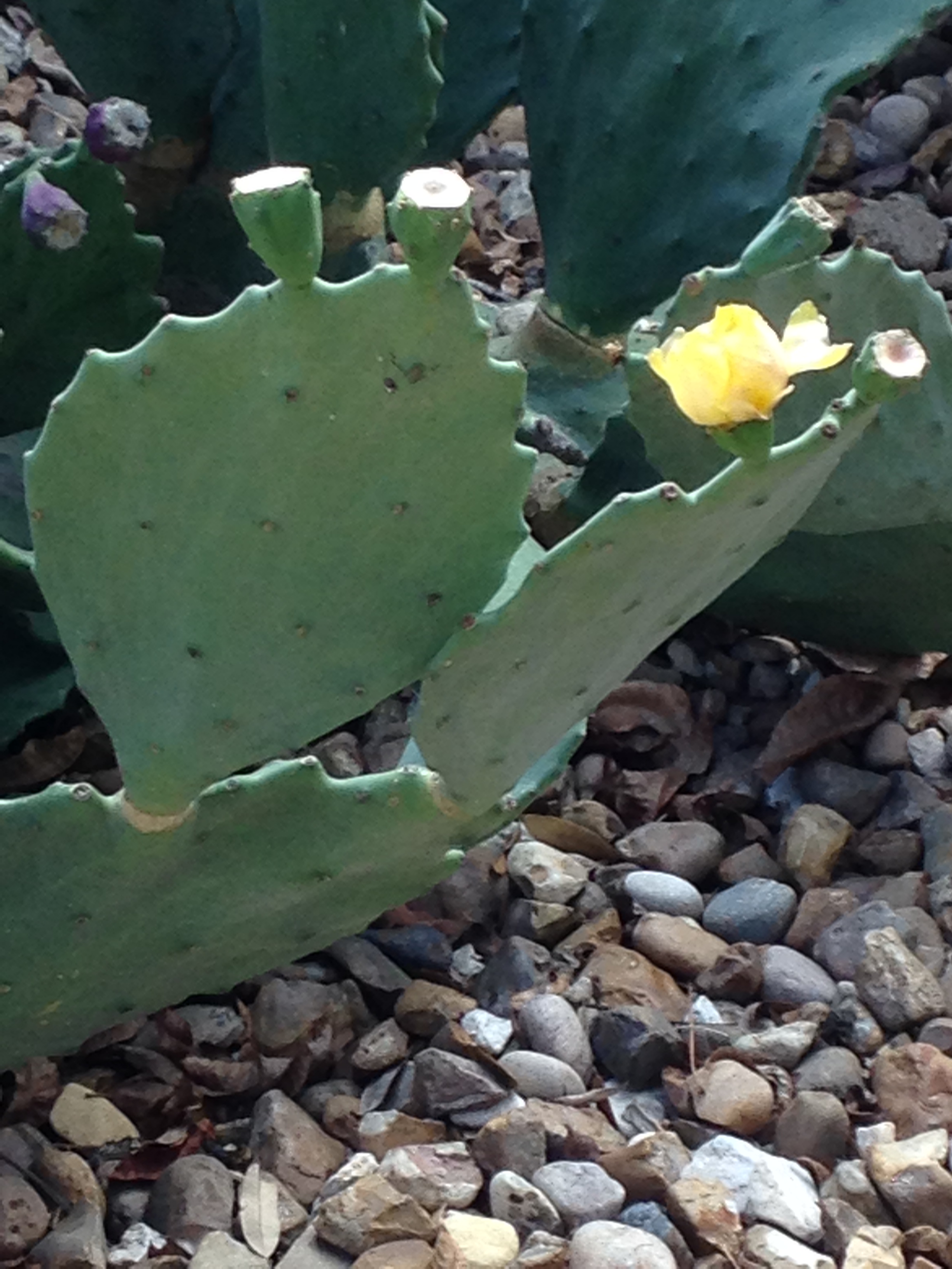 the Lone Star state – Texas