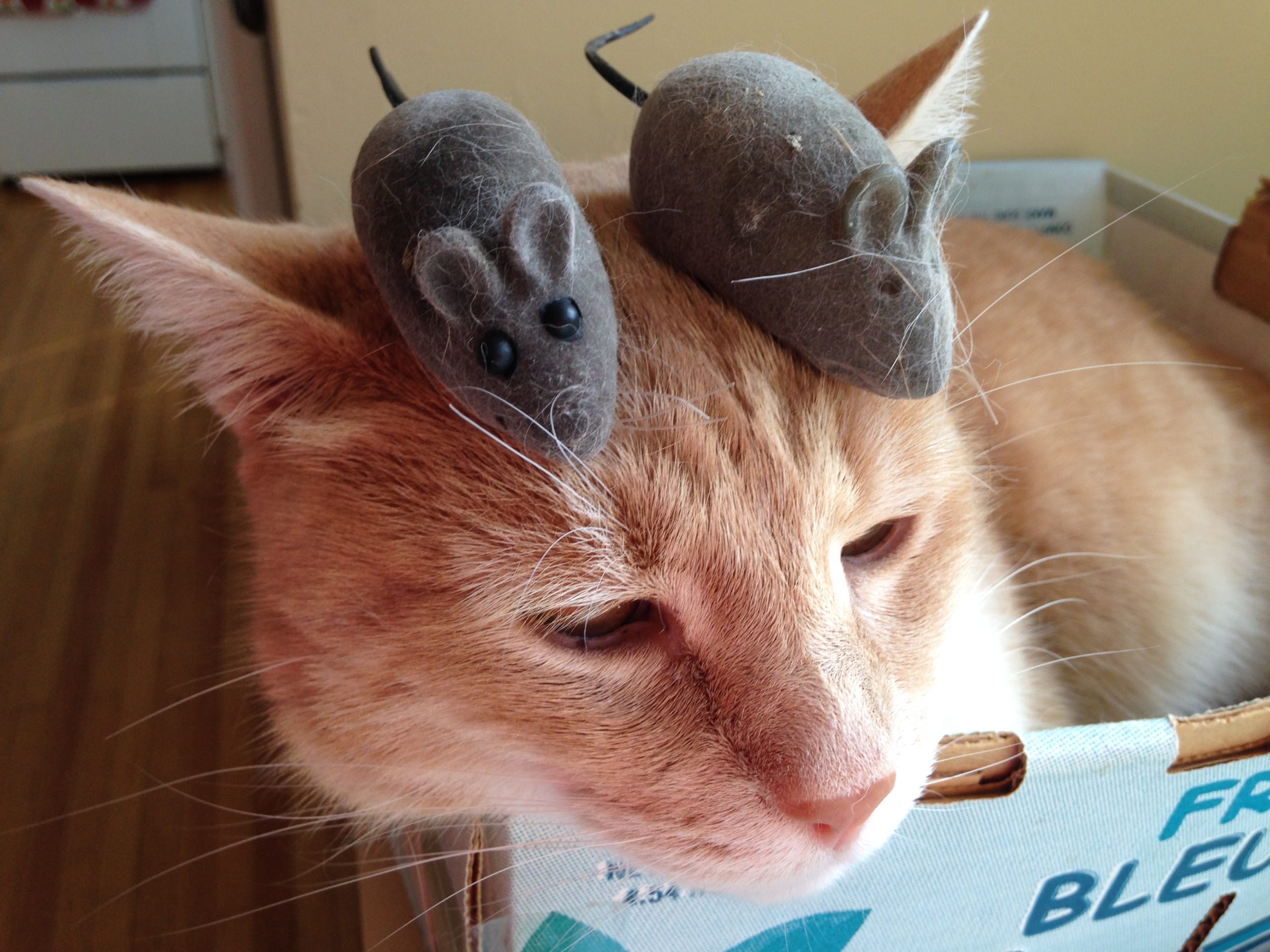 Why do I need a cat sitter?